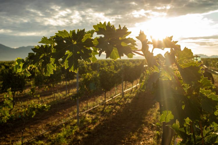 Arizona Vineyard at sunrise