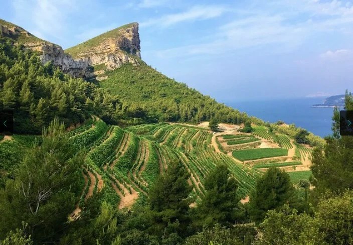 Bandol wine tasting and Bandol wine tours view