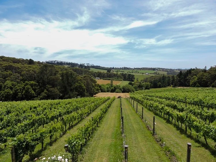 Vineyard views in Mornington Peninsula