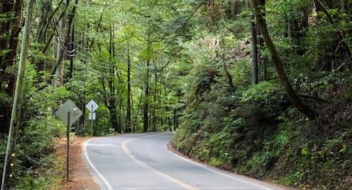 Sonoma Scenic Drive through the Woods on the Bohemian HIghway | Winetraveler.com