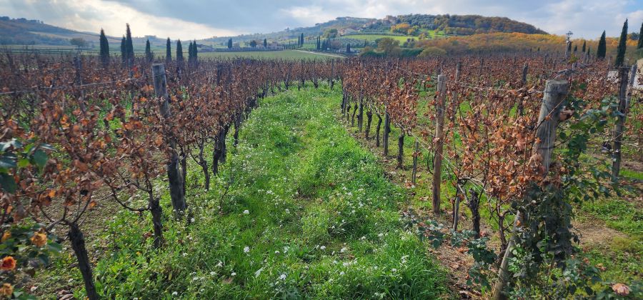 Wine grape vines in Lago Trasimeno