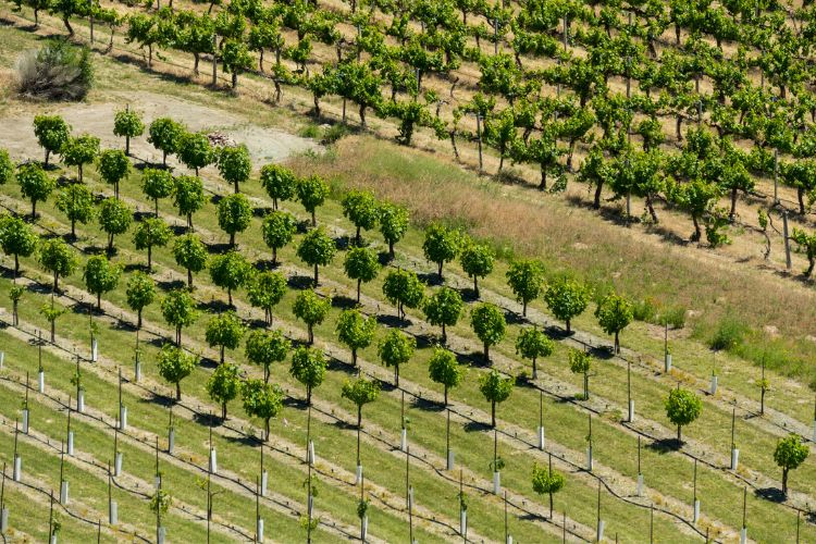 Idaho aerial vineyard view
