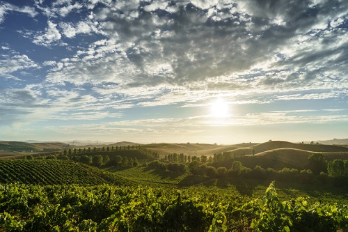 Wine Experiences in Sonoma California | Winetraveler.com