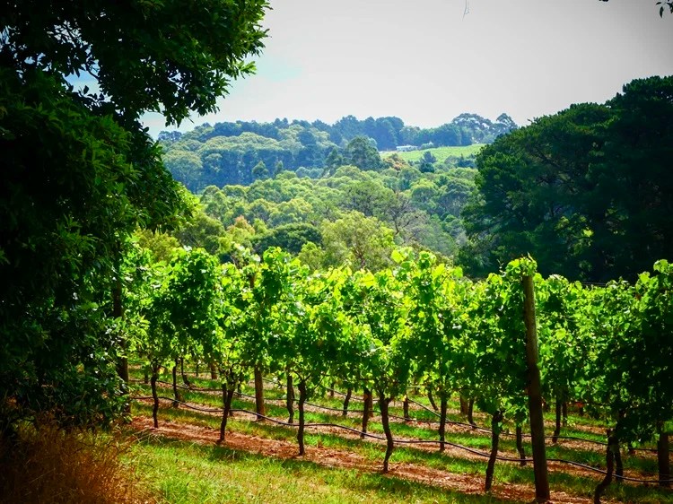 Vines with rolling hills