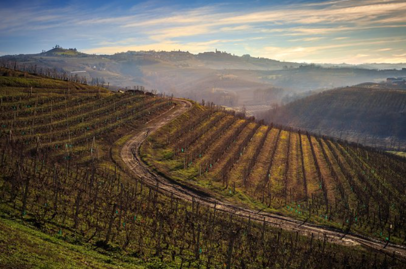 Private Barolo & Barbaresco Piedmont Wine Tour and Tasting